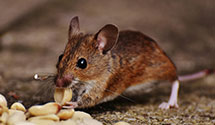 24 Hour & Emergency Exterminators in Bald Head Isl, NC